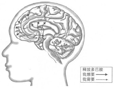 中脑的奖励承诺系统